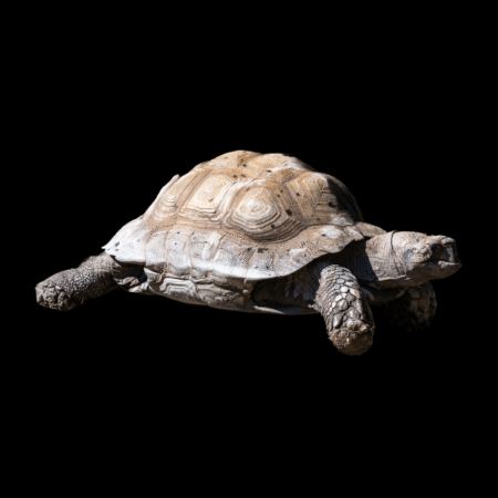 Burmese Brown Mountain Tortoise Manouria Emys  Juvenile