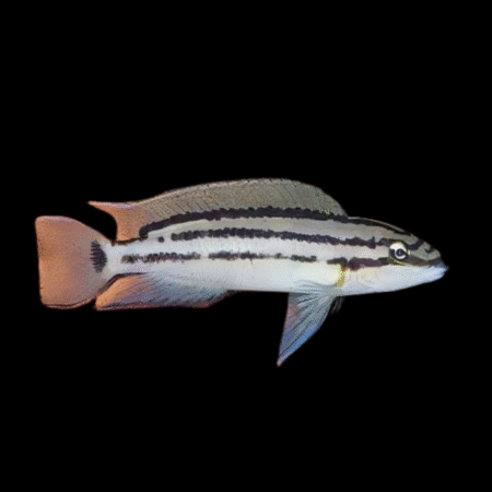 Double-Banded Bifrenatus Cichlid Chalinochromis Bifrenatus 5cm