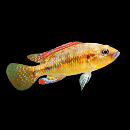 Egyptian Mouth Brooder Pseudocrenilabrus Multicolor  5cm