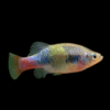 Eisen's Goodeid Xenotoca Eiseni 3cm