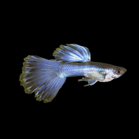 Turquoise Guppy Poecilia Reticulata 3cm