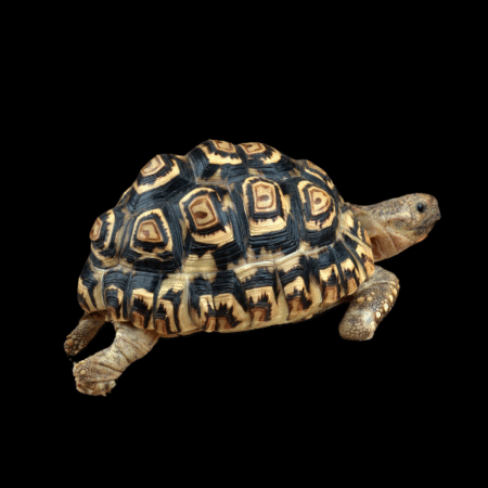 Leopard Tortoise Stigmochelys Pardalis  Juvenile