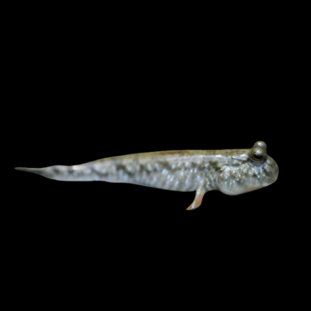 Mudskipper Atlantic Periophthalmus Barbarus  6cm