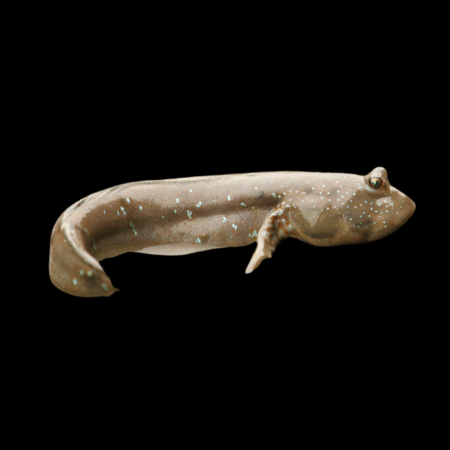 Mudskipper Graceful Periophthalmus Gracilis 6cm