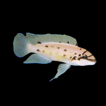 Ndoboi Cichlid Chalinochromis Ndoboi  5cm