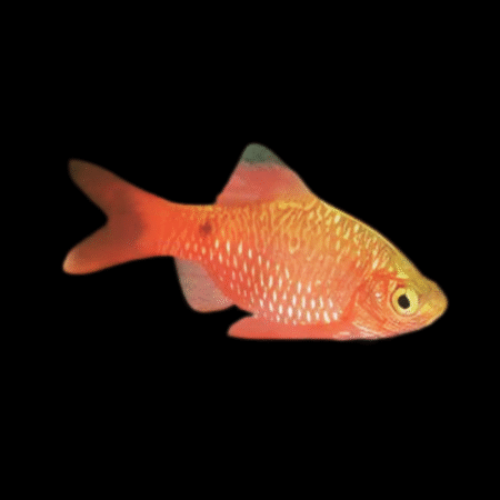 Neon Rosy Barb Pethia Conchonius 4cm