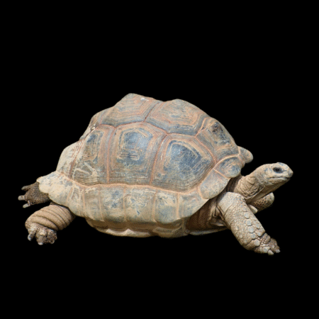 Sulcata African Spurred Tortoise Centrochelys Sulcata  Juvenile