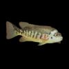 Tuba Mesoamerican Cichlid Tomocichla Tuba 5cm