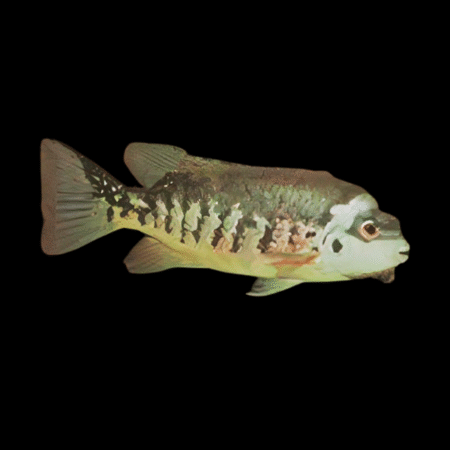 Tuba Mesoamerican Cichlid Tomocichla Tuba 5cm