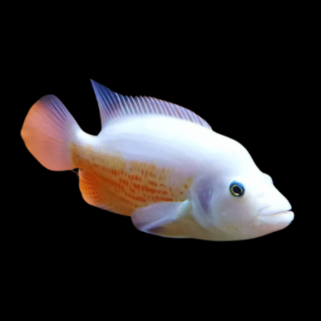 Dovii Kohaku Cichlasoma Dovii Wolf Cichlid 15cm