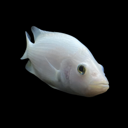 Dovii Platinum Cichlasoma Dovii Wolf Cichlid 15cm