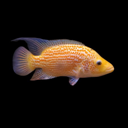 Dovii Red Cichlasoma Dovii Wolf Cichlid 15cm