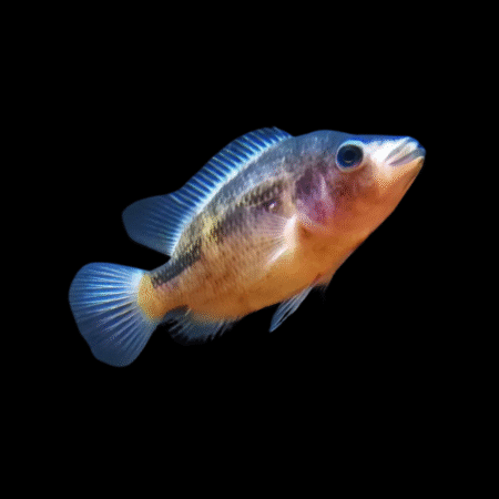 Dovii Marbled Cichlasoma Dovii Wolf Cichlid 15cm