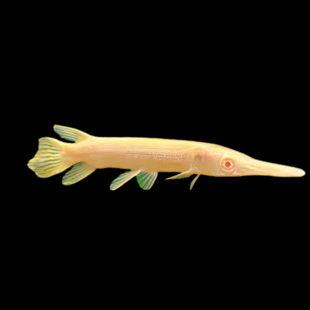 A1 Albino Florida Spotted Gar Lepisosteus Platyrhincus 10cm - Auction
