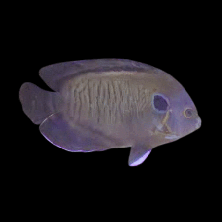 Bluefin Dwarf Angelfish Centropyge Multispinis