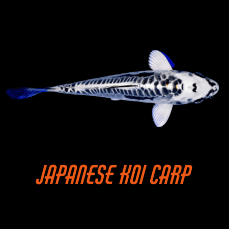 Japanese Koi Carp