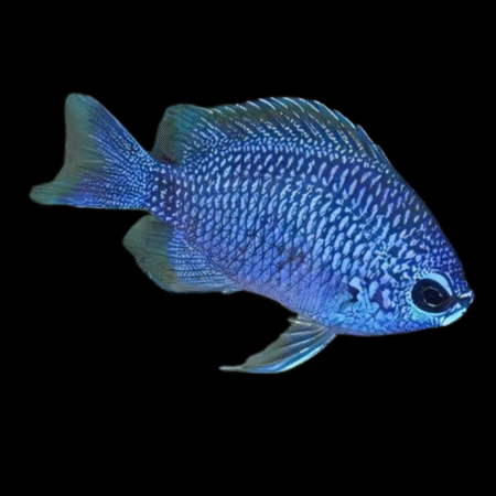 Caribbean Lilac Chromis Chromis Scotti