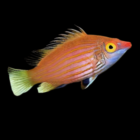Pygmy Fairy Parrot wrasse Pseudocheilinops Aetania