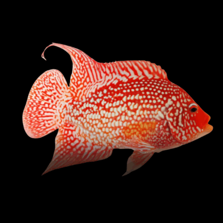 Grade A Escondido Red Texas Cichlid Hybrid Herichthys Cyanoguttatus - 15cm