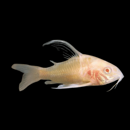 Long Fin Albino Peppered Corydoras Paleatus Catfish - 3cm