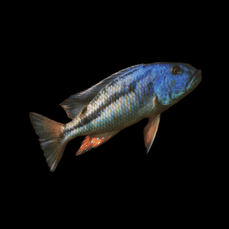 Malawi Hawk Cichlid Aristochromis Christyi - 5cm