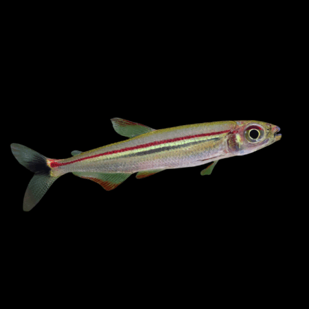 Red Line Lizard Tetra Iguanodectes Geisleri 3cm