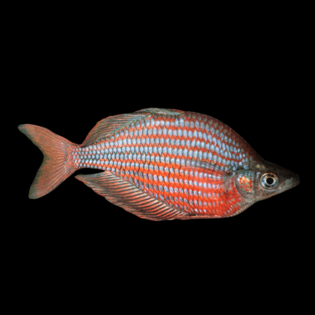 Sepik Rainbow Fish Glossolepis Multisquamata 5cm