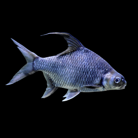 Sicklefin Barb Puntioplites Falcifer - 8cm