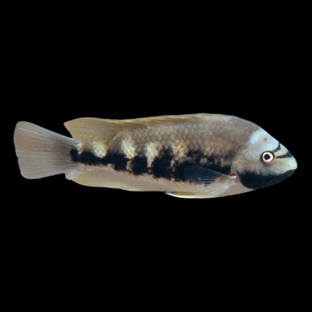 Siebold's Cichlid Talamancaheros Sieboldii - 5cm