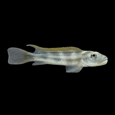 Slender Blockhead Cichlid Steatocranus Tinanti - 5cm