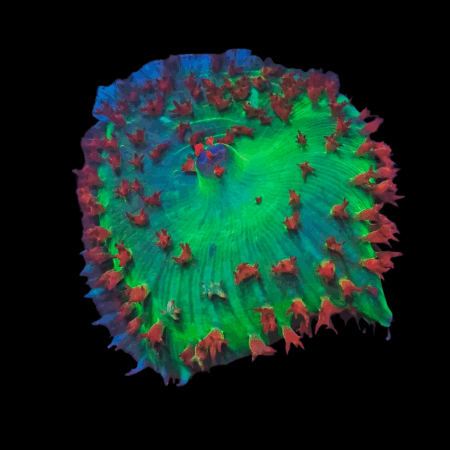 Anemone Rock Mushroom Fungiidae Coral Anemonia Sp