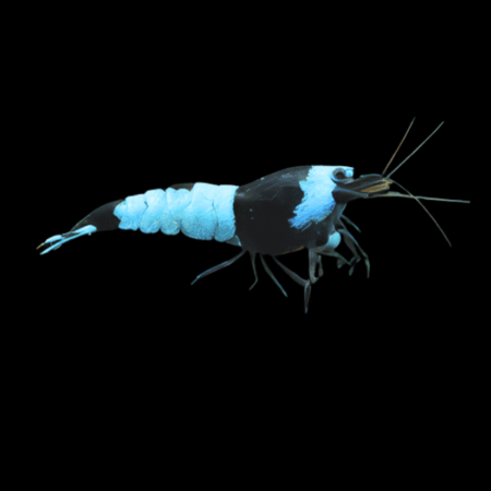 A1 High Grade Shrimp 10 x Black King Kong Blue Diamond High Grade Shrimp Caridina Sp 2cm - Auction