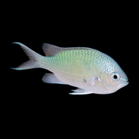 Black Axil Chromis Chromis Atripectoralis