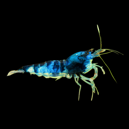 10 x Dragon Eye Crystal High Grade Shrimp Caridina Sp 2cm