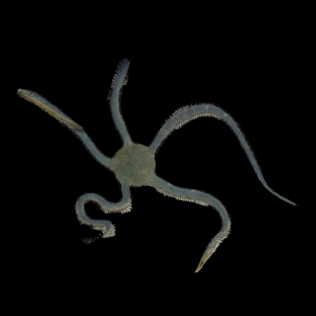 Brittle Green Starfish Ophiarachna Incrassata