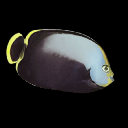Black Velvet Angelfish Chaetodontoplus Melanosoma