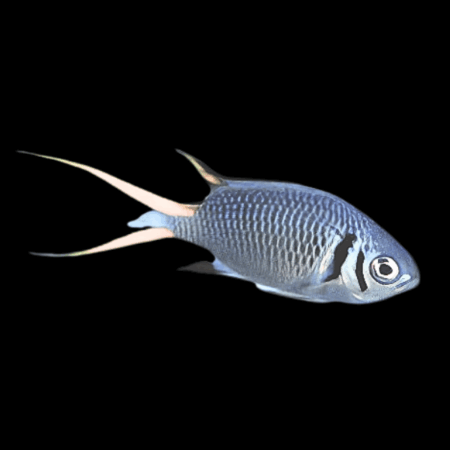 Chromis Titanium Fish Chromis Xanthura