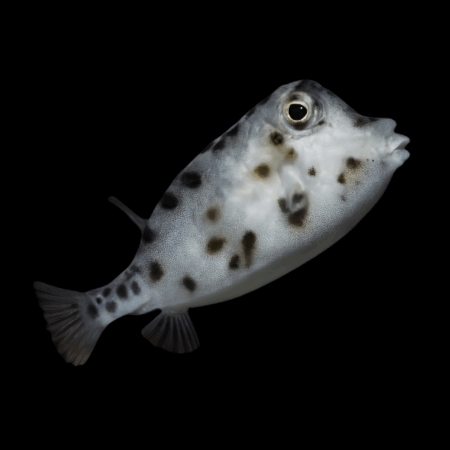 Common Boxfish Rhynchostracion Nasus