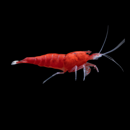 10 x Full Red King Kong High Grade Shrimp Caridina Sp 2cm