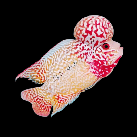 Flowerhorn Cichlid Platinum Super Red 8cm Sub Adult Male