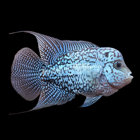 Flowerhorn Cichlid Royal Blue Kamfa Malau 8cm Sub Adult Male