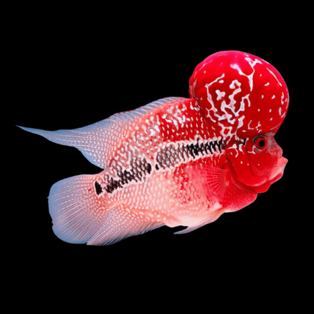 Flowerhorn Cichlid Short Body Super Red Dragon Grade A 8cm Sub Adult Male