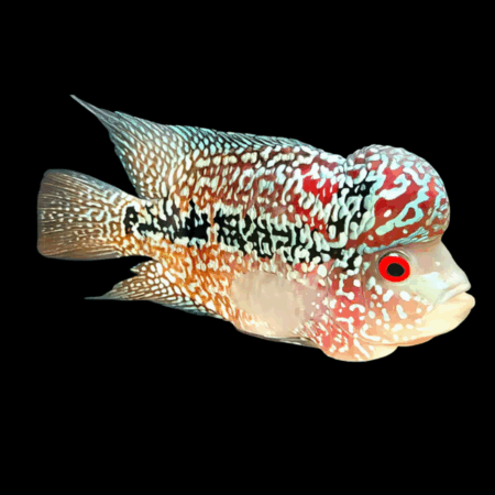 Flowerhorn Cichlid Super 1.8K Malau 8cm Sub Adult Male