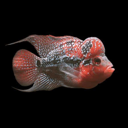 Flowerhorn Cichlid Super Red Kamfa 8cm Sub Adult Male