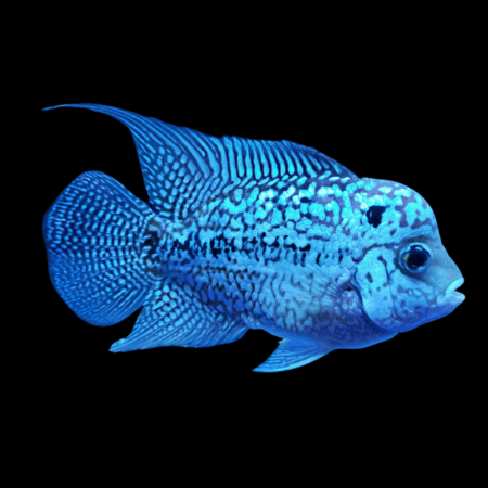 Flowerhorn Cichlid Vietnamese Blue 8cm Sub Adult Male
