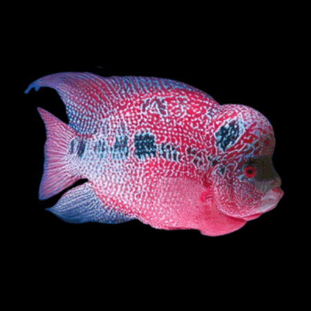 Flowerhorn Cichlid Super Magma Kamfa 8cm Sub Adult Male