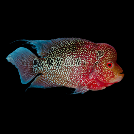 Full Pearl Full Moon Flowerhorn Grade A 12cm Male