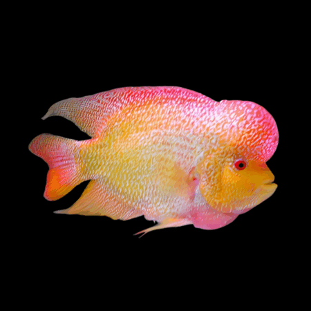 Full Pearl Golden Monkey Flowerhorn Grade A Male 20cm