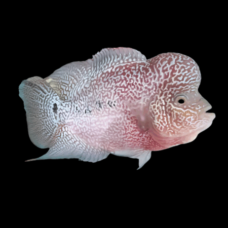 Full Pearl Super Kamfa Malau Flowerhorn Grade A 12cm Male