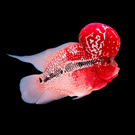 Full Pearl Super Red Star Flowerhorn Grade A 12cm Male